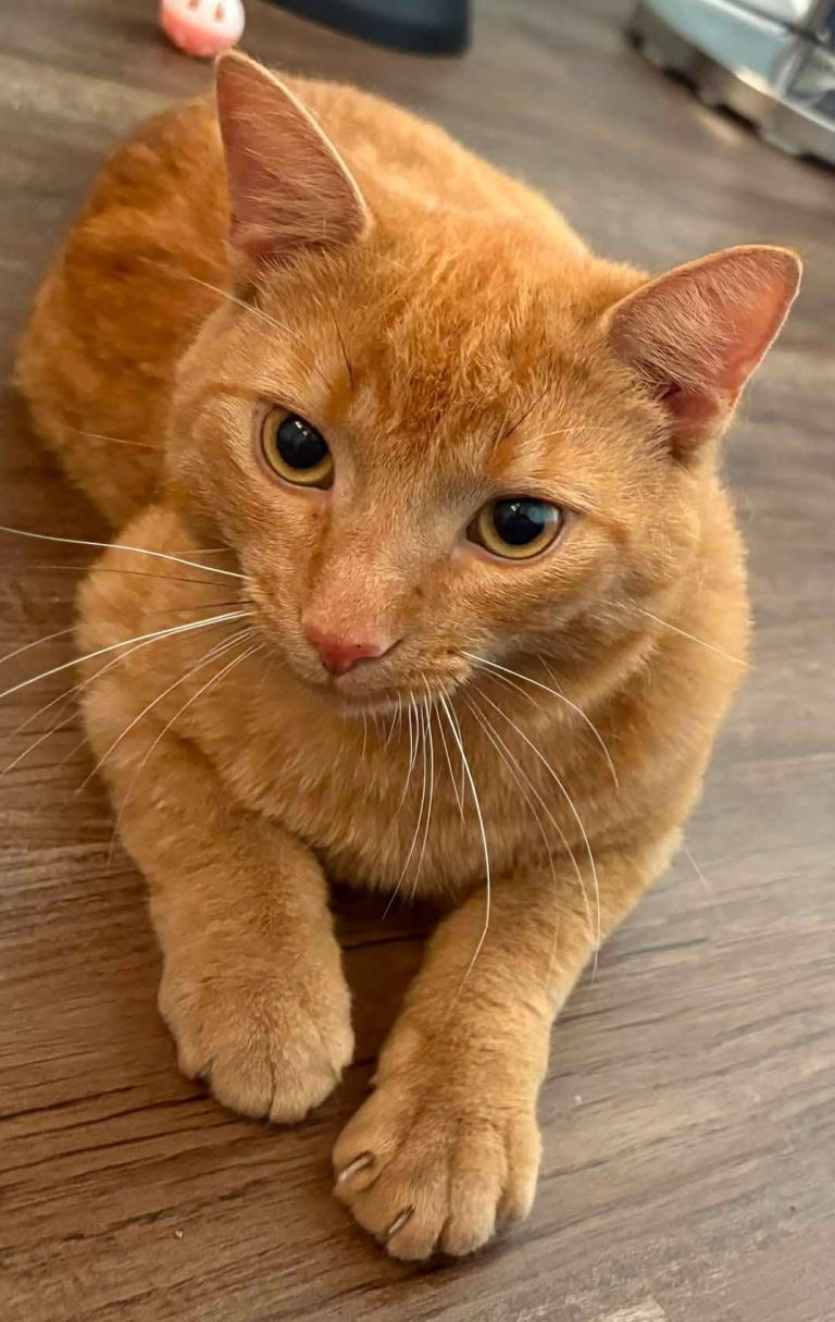 Henry