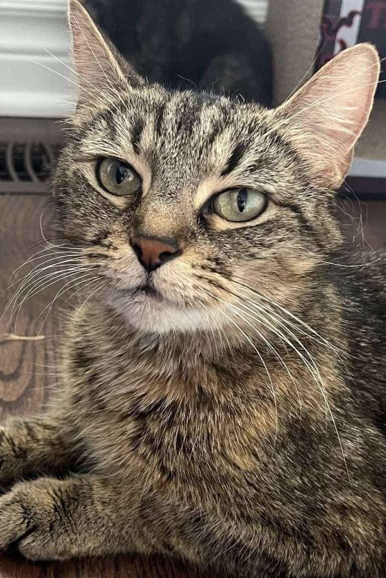 Sybil