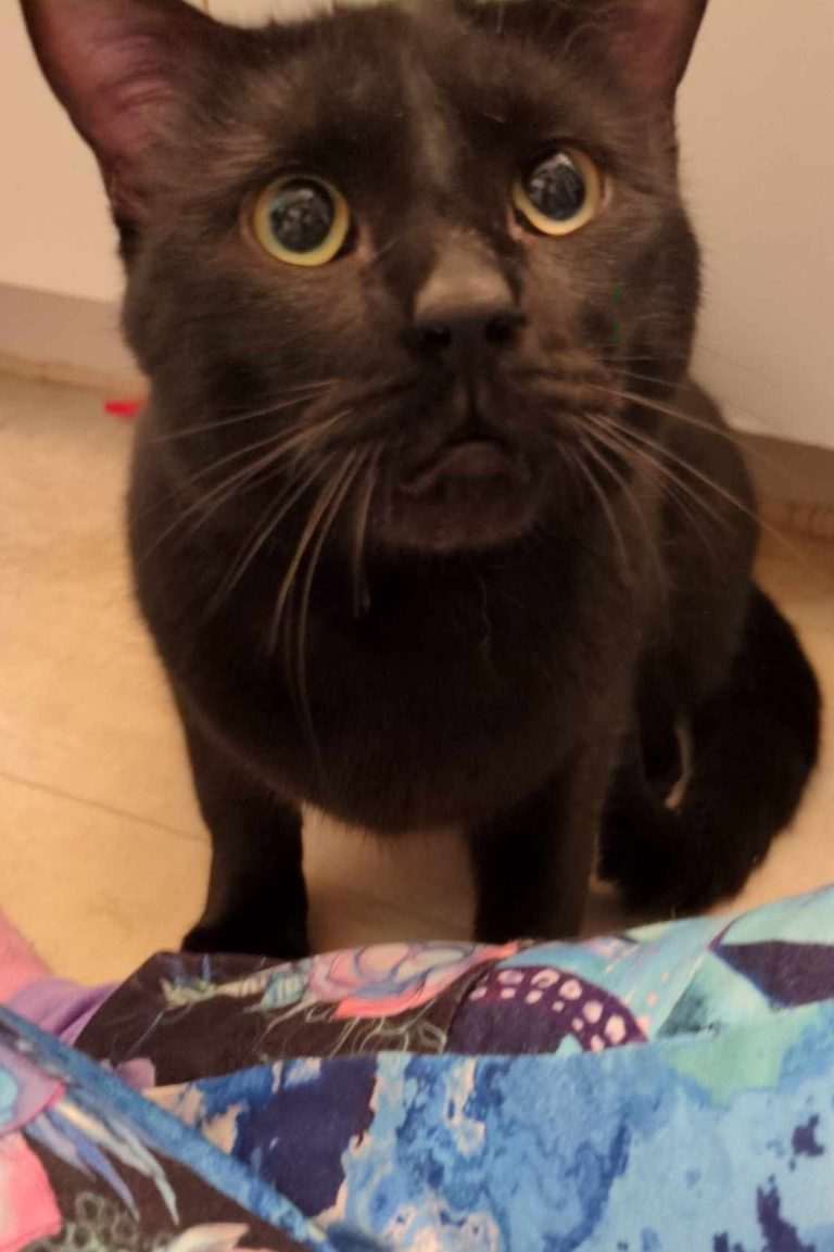 Lewie