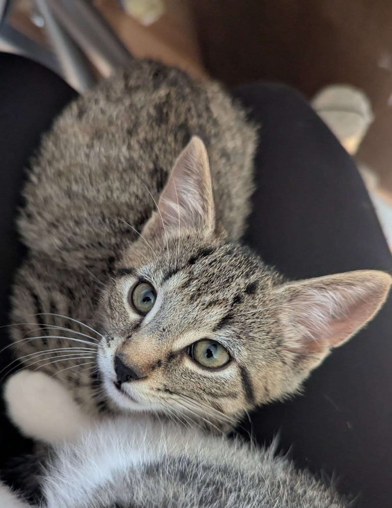 Are Petsmart Cats Rescues: Truths You Need to Know Now