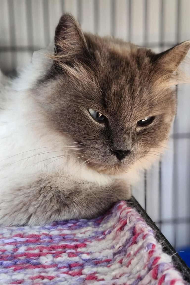 Ragdoll Cat Adoption: Ultimate Guide to Loving Furry Companions