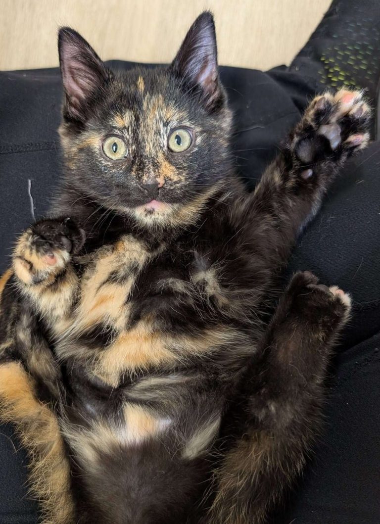 Tortoiseshell Cats for Adoption: Find Your Perfect Furry Friend Today