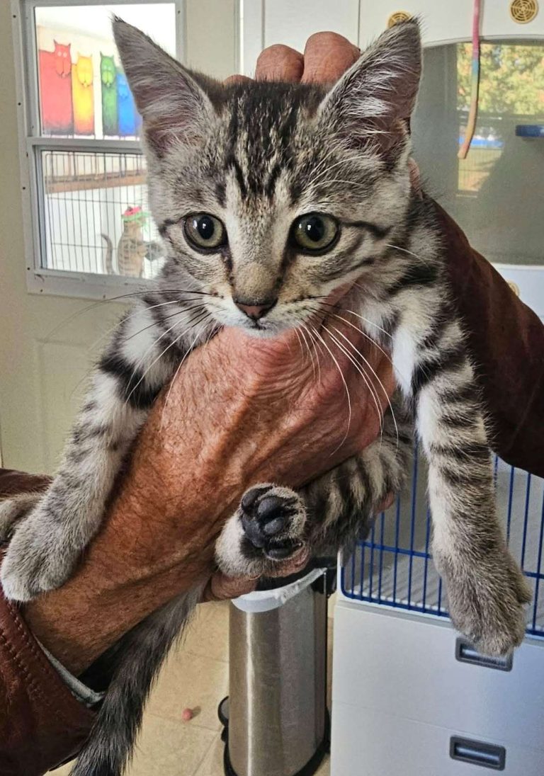 Tony the Tiger