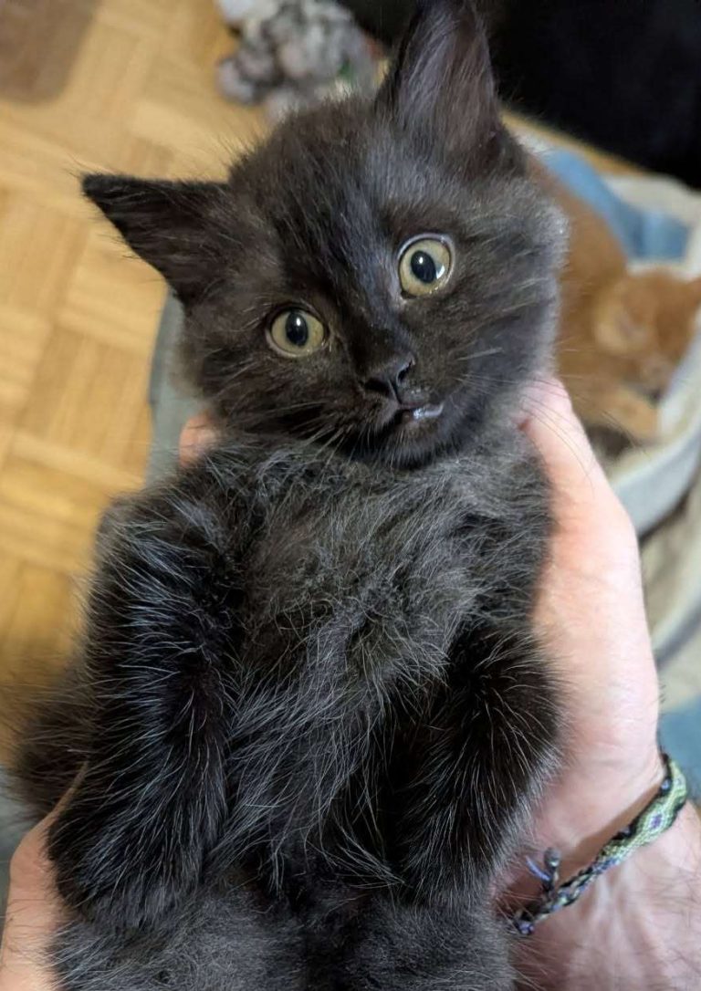 Little Bear