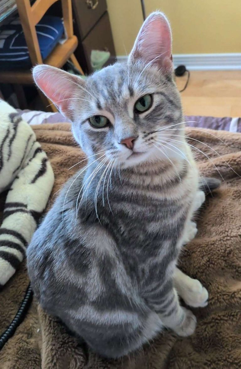 Taz