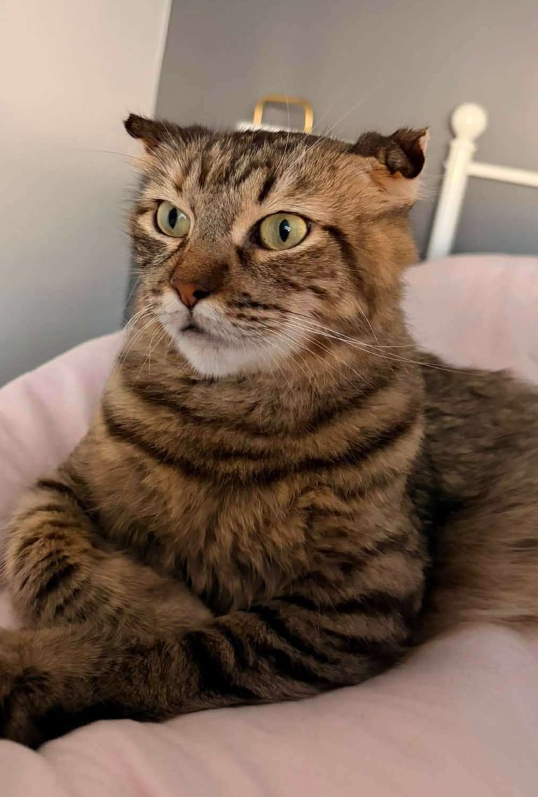 Otheo