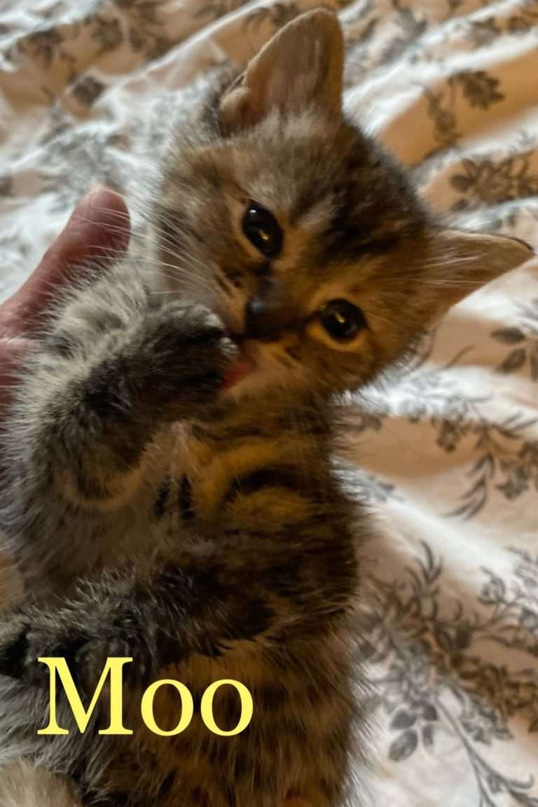 Moo