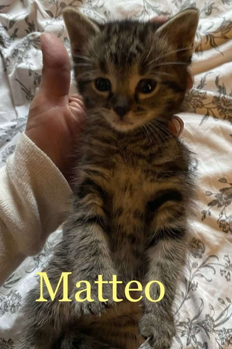 Mateo