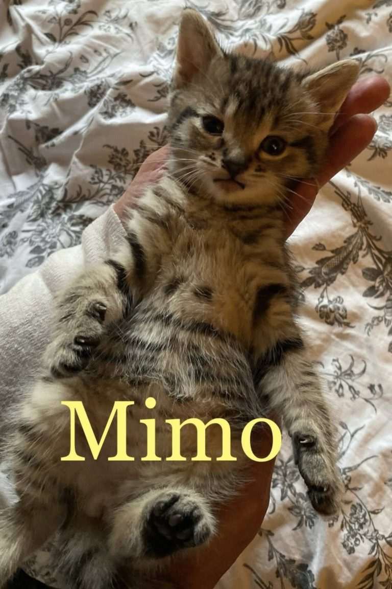Mimo