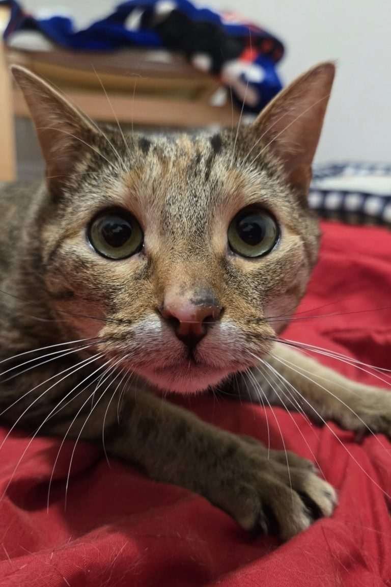 Quinn