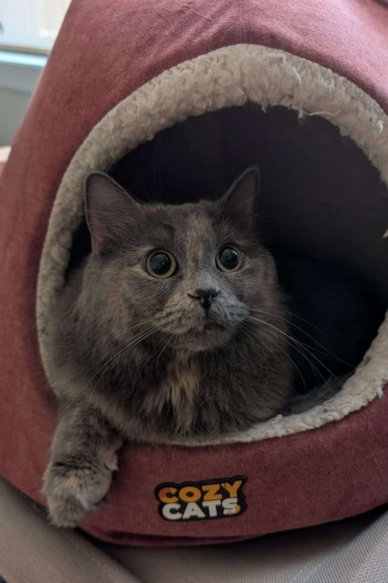 Meow Meow