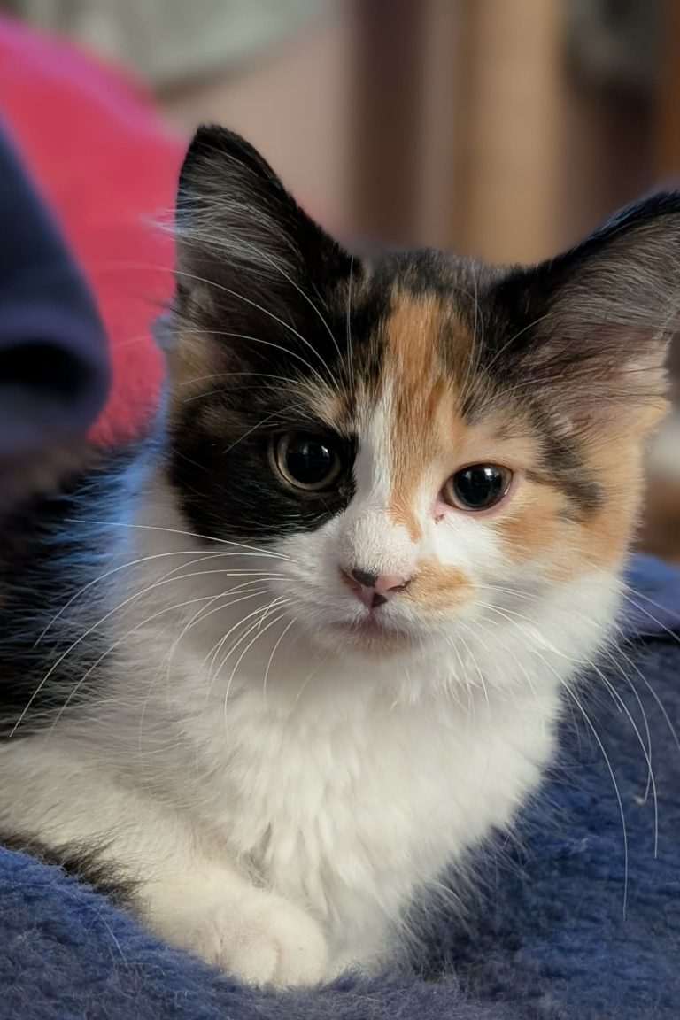 Erika