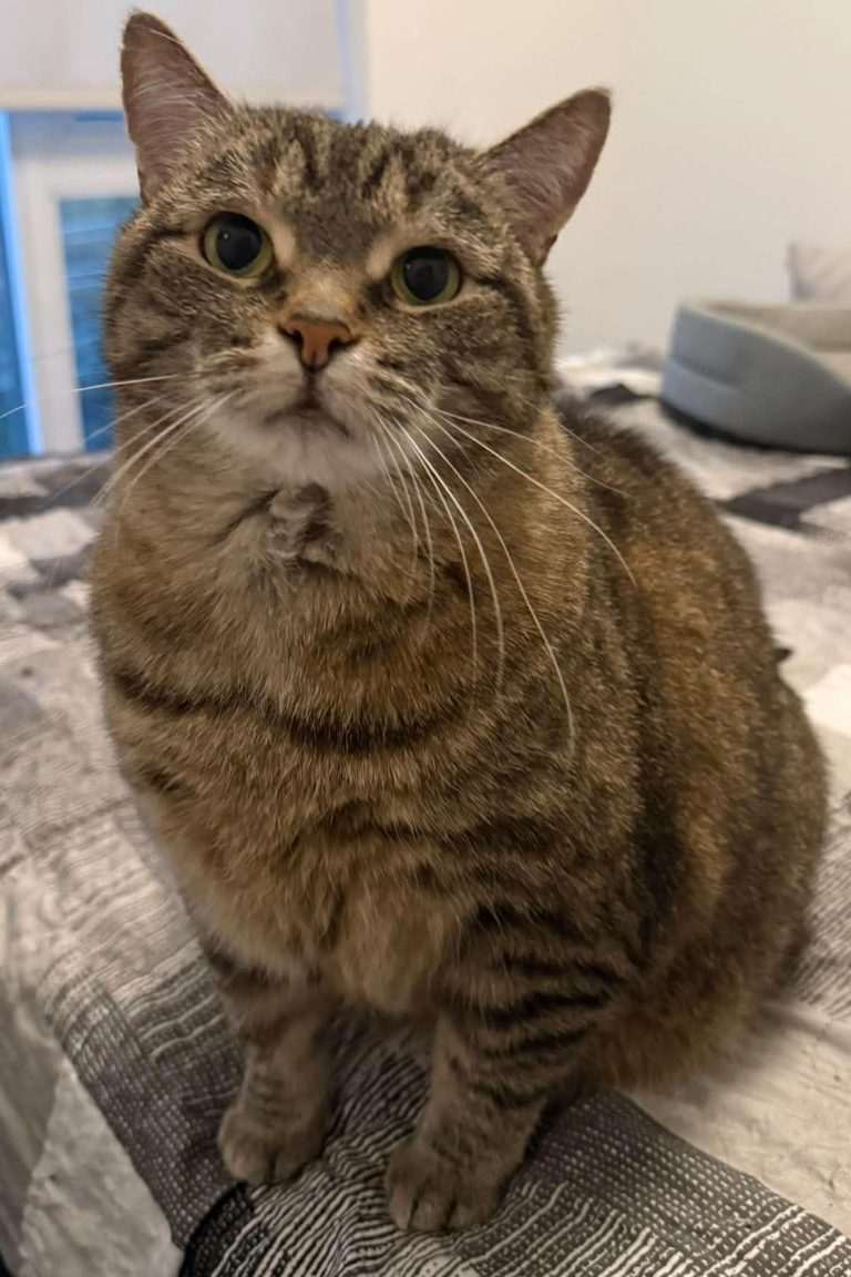 Mocha