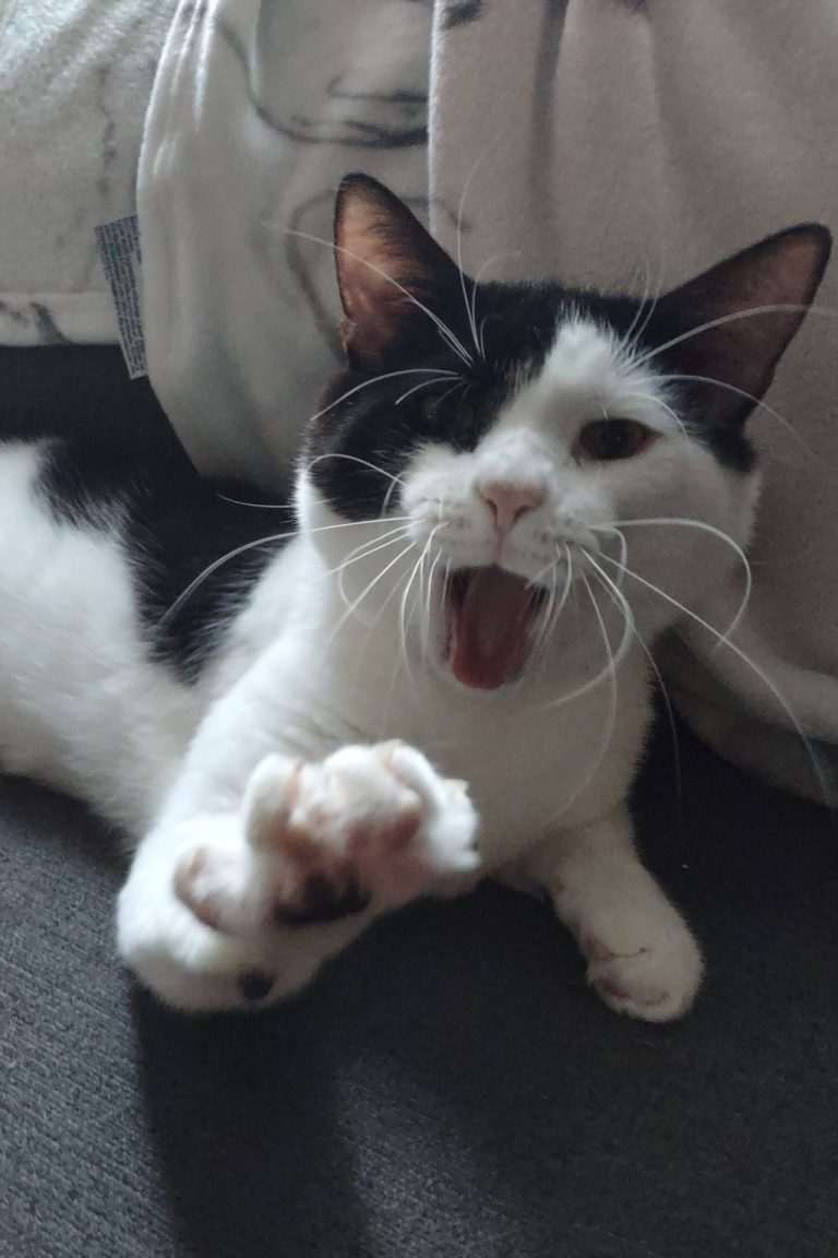 Oreo