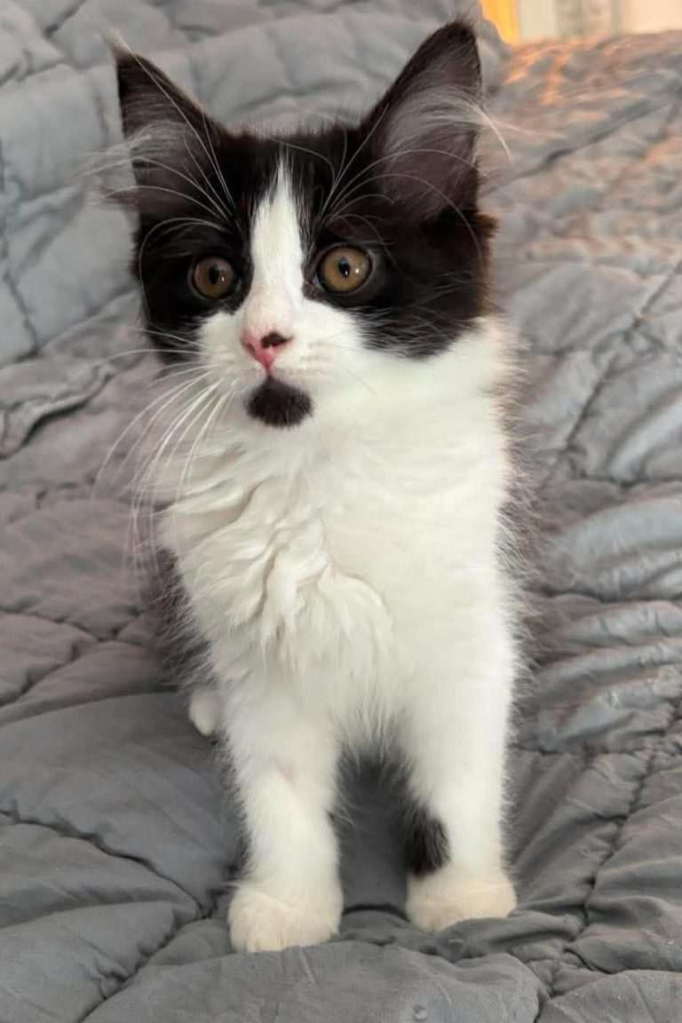 Jellybean