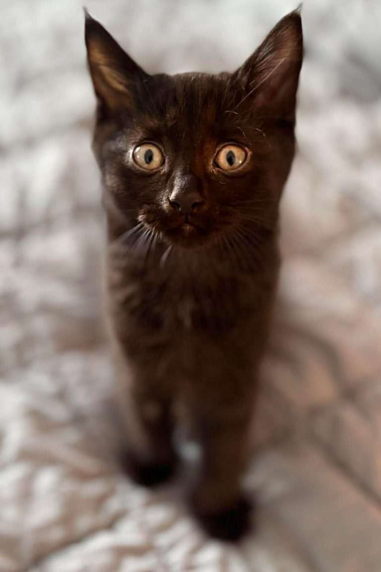 KitKat