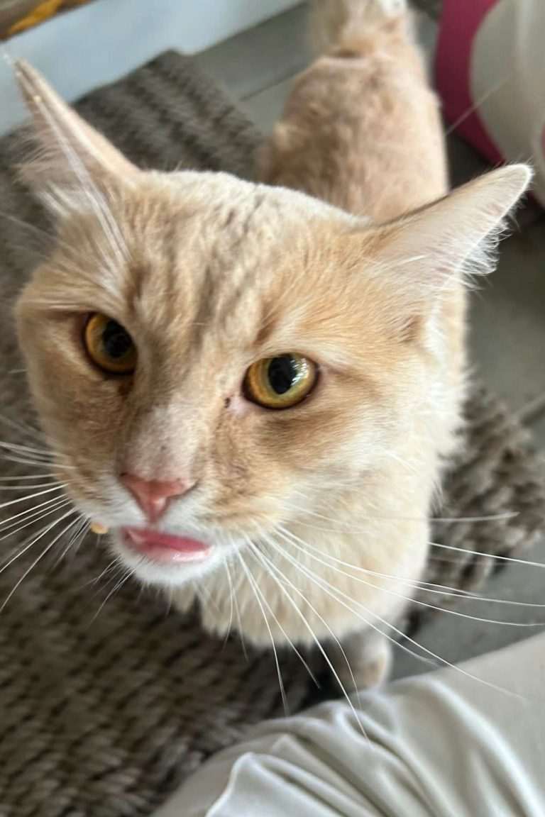 Leo