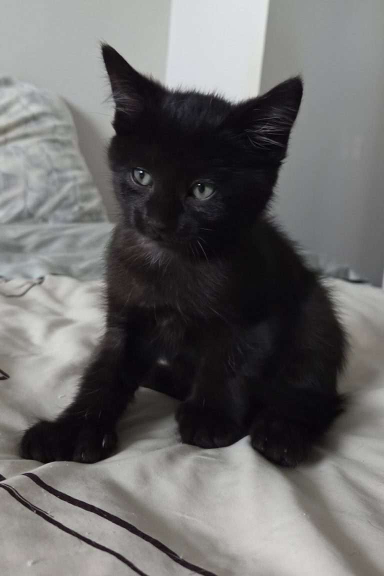 Sugar