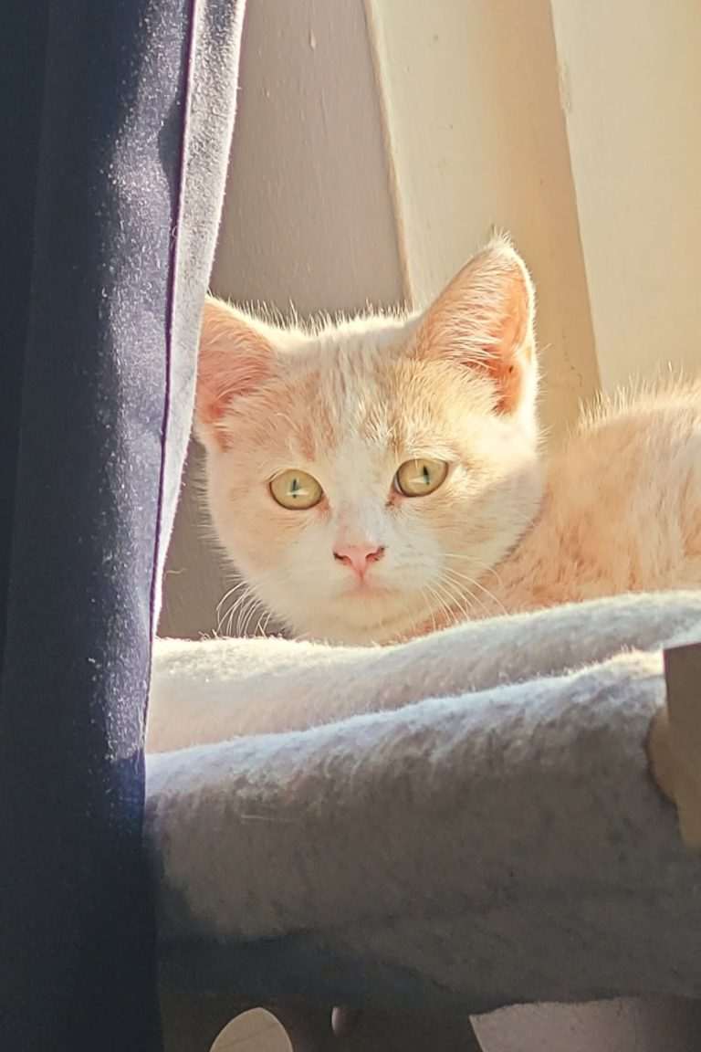Purrywise