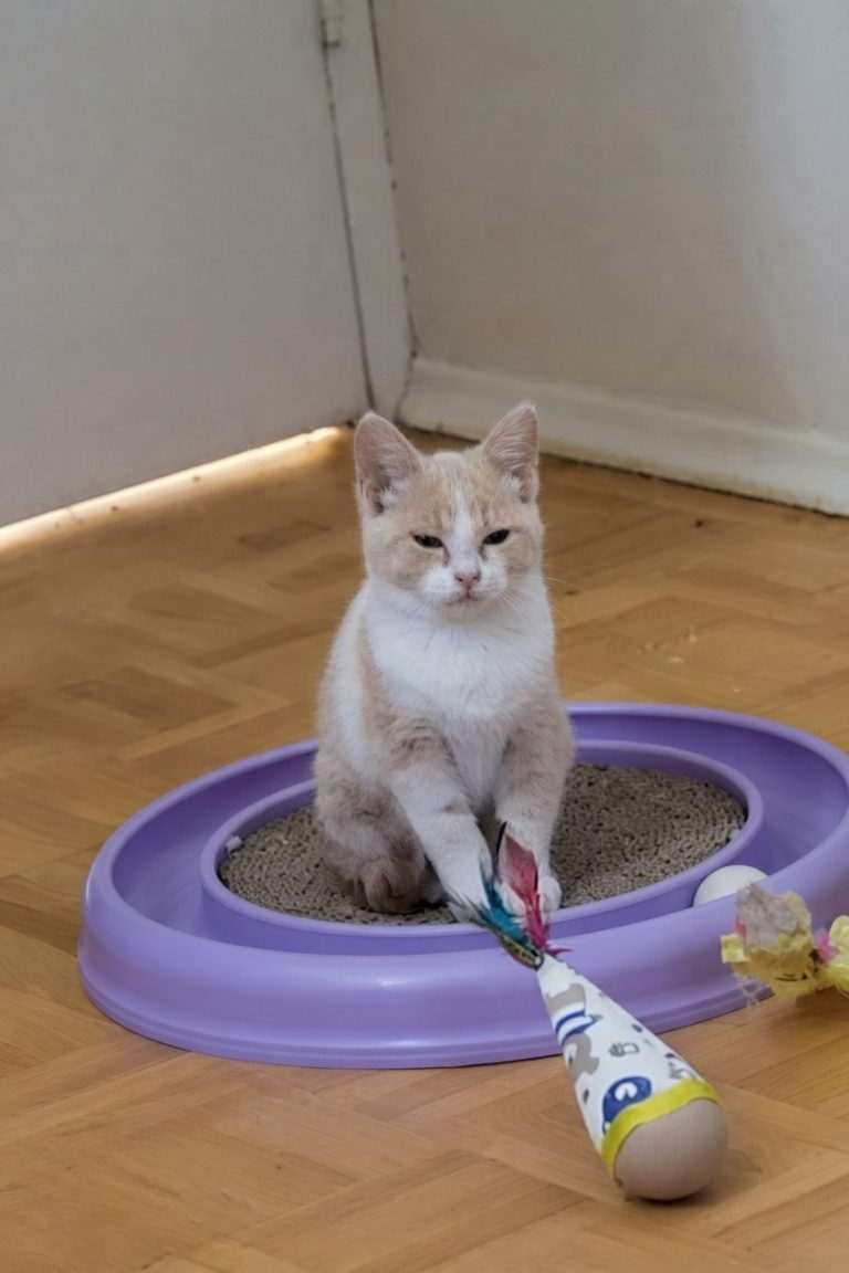 Purrywise