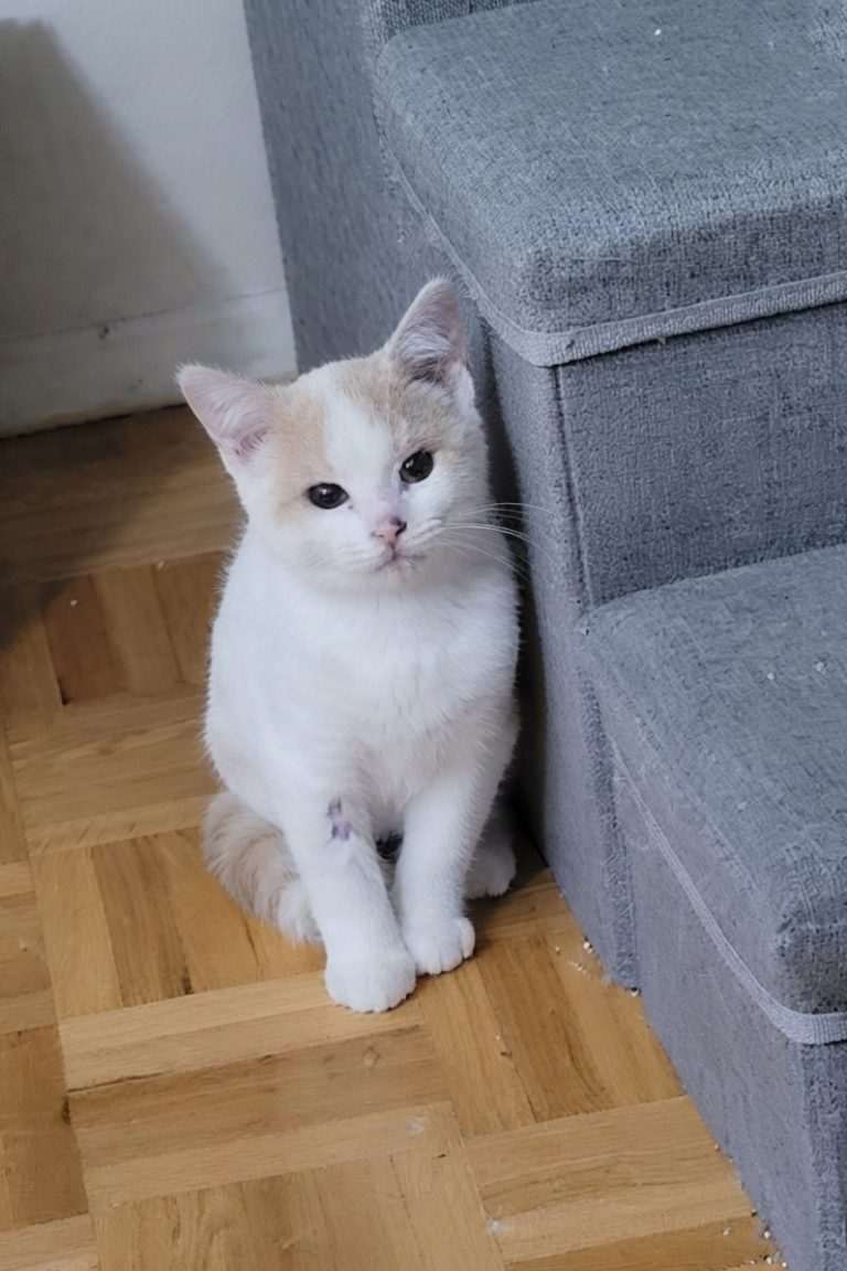 Jigpaw