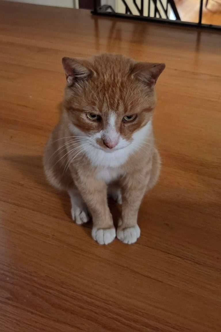 Wilson