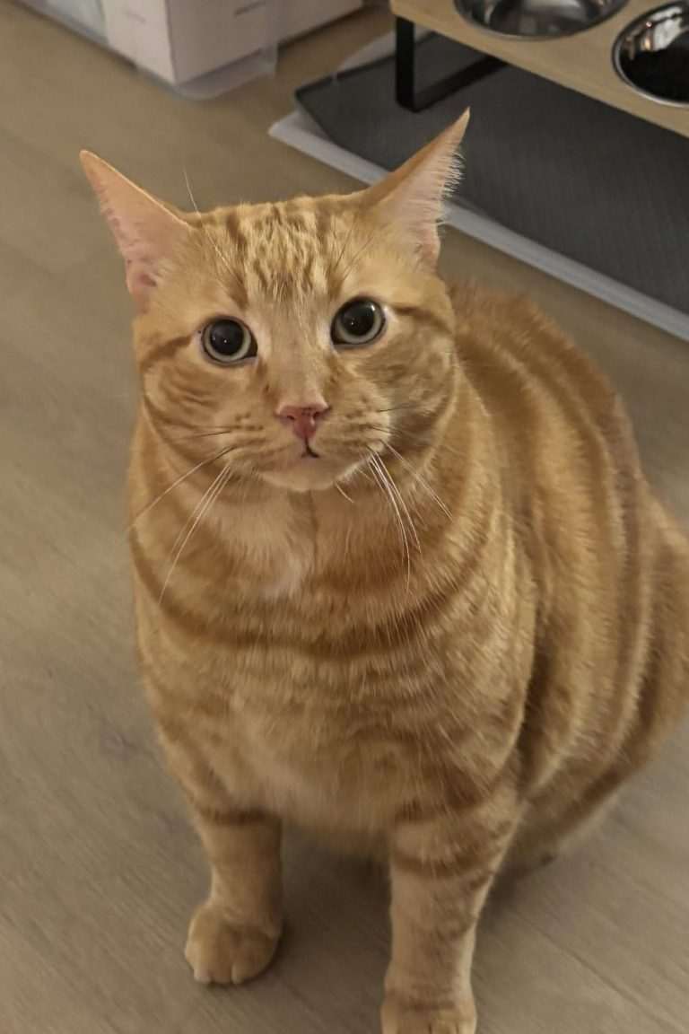 Buddy