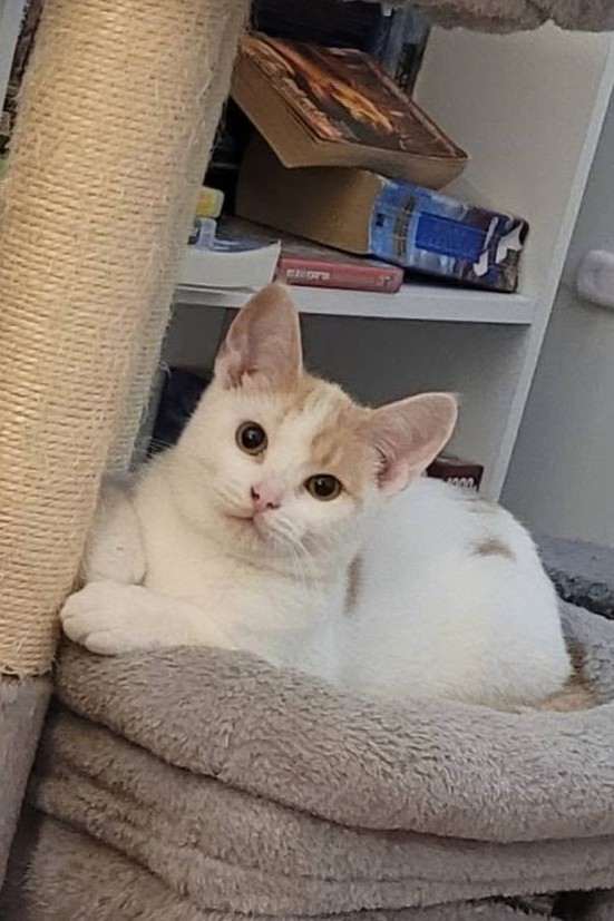 Michael Meowers