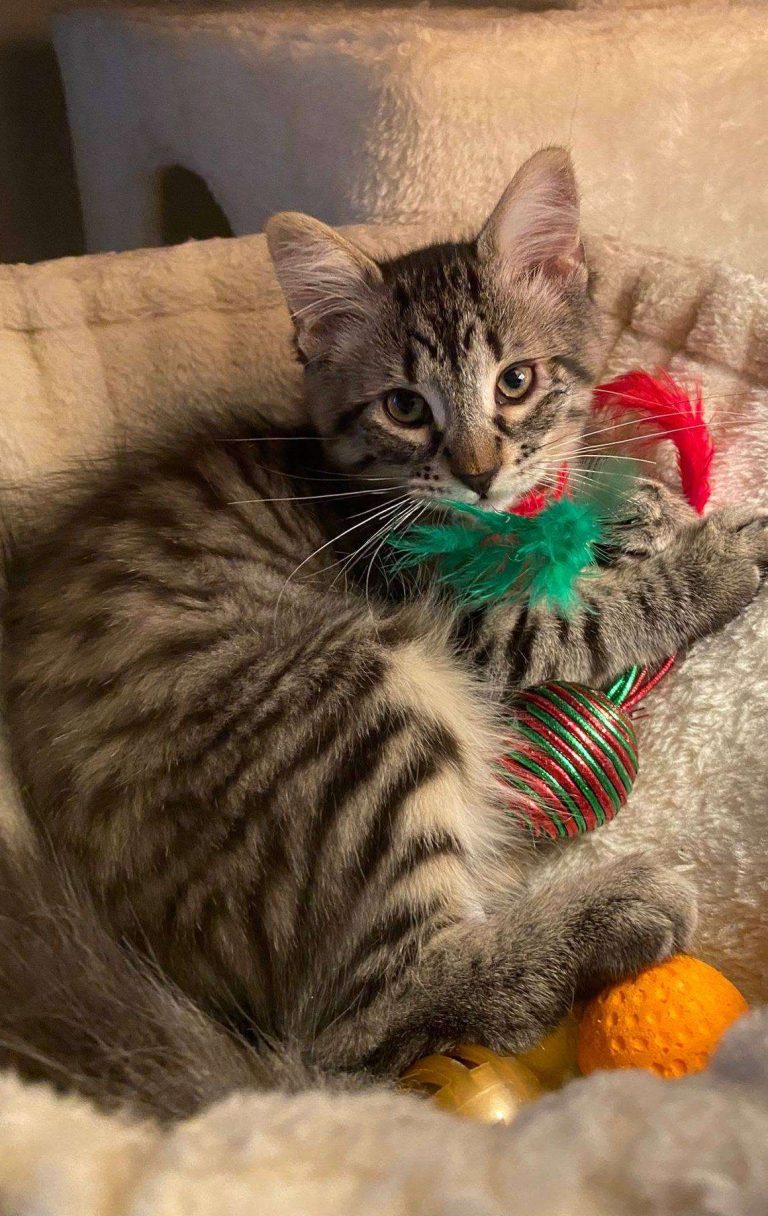 Micah