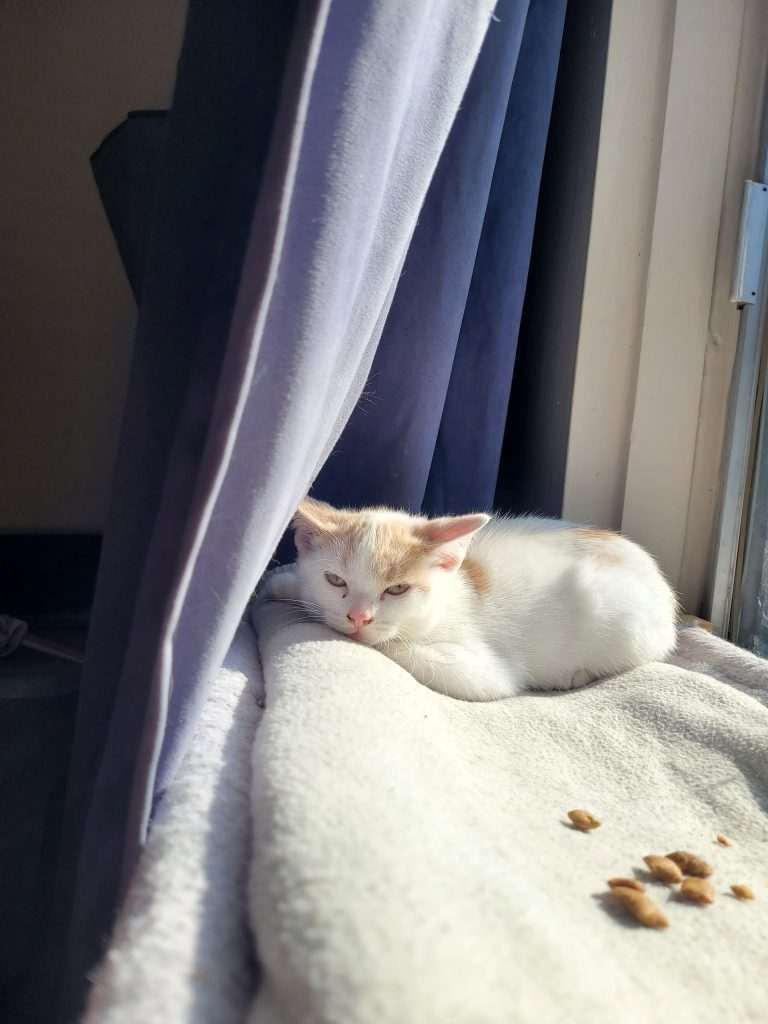 Michael Meowers