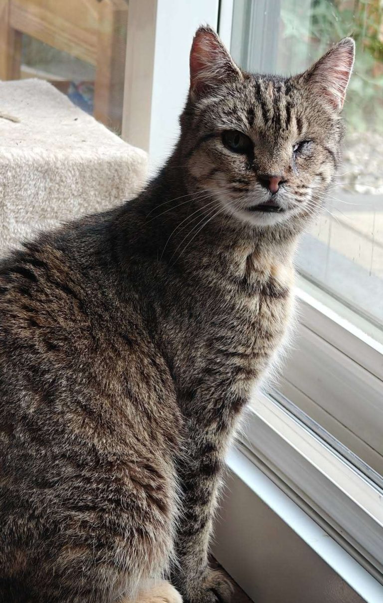 Kitty Purry