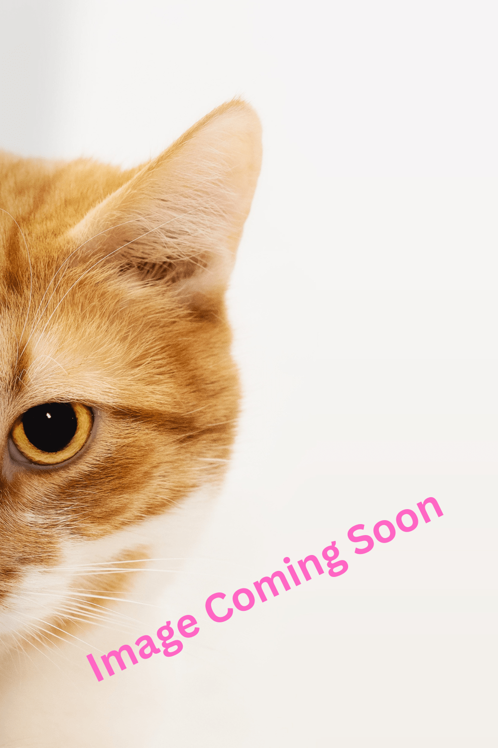 An image of a cat with pink text over top reading "Image Coming Soon".