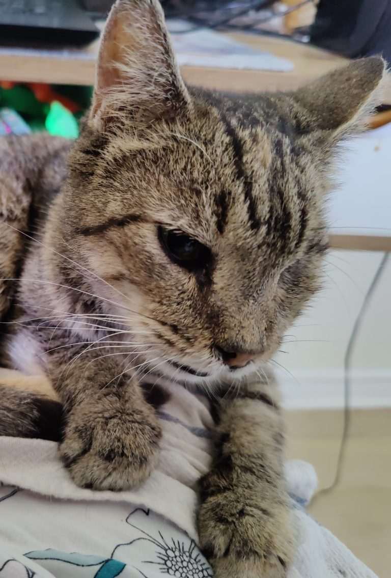 Kitty Purry