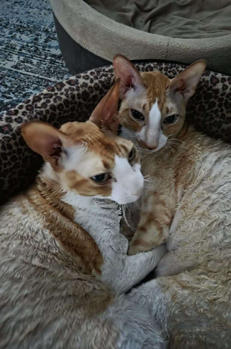 Milo