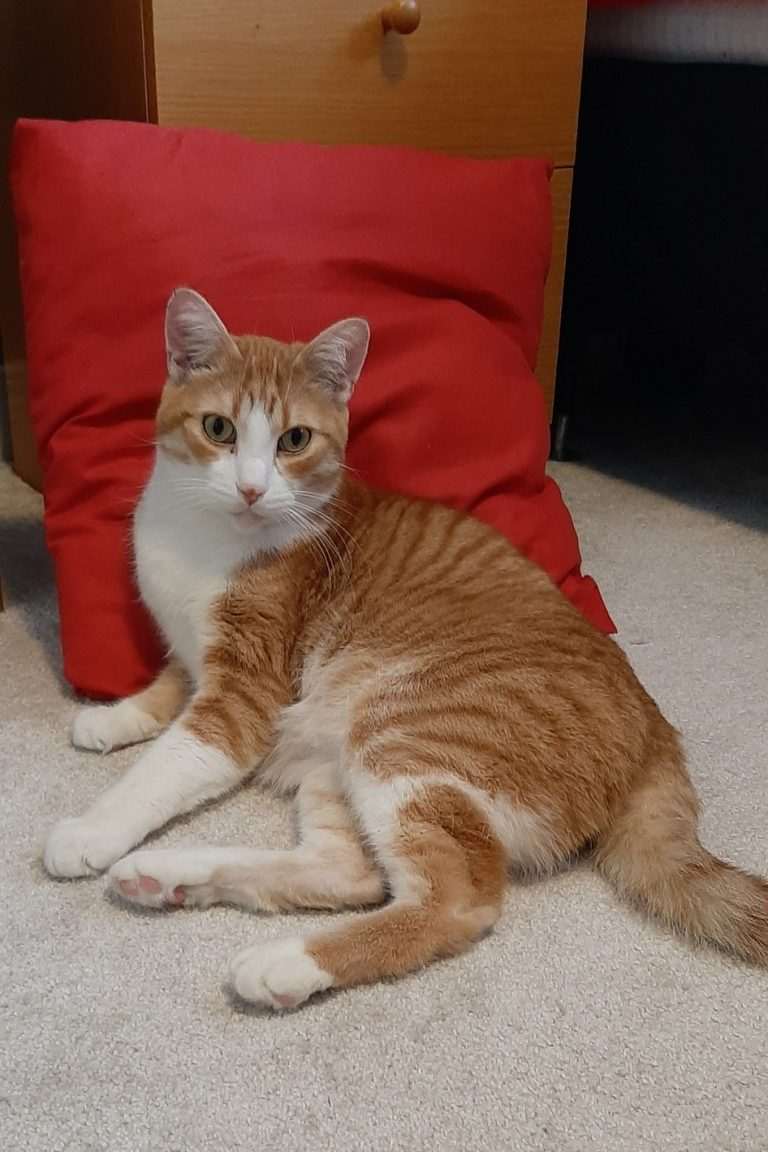 Oliver