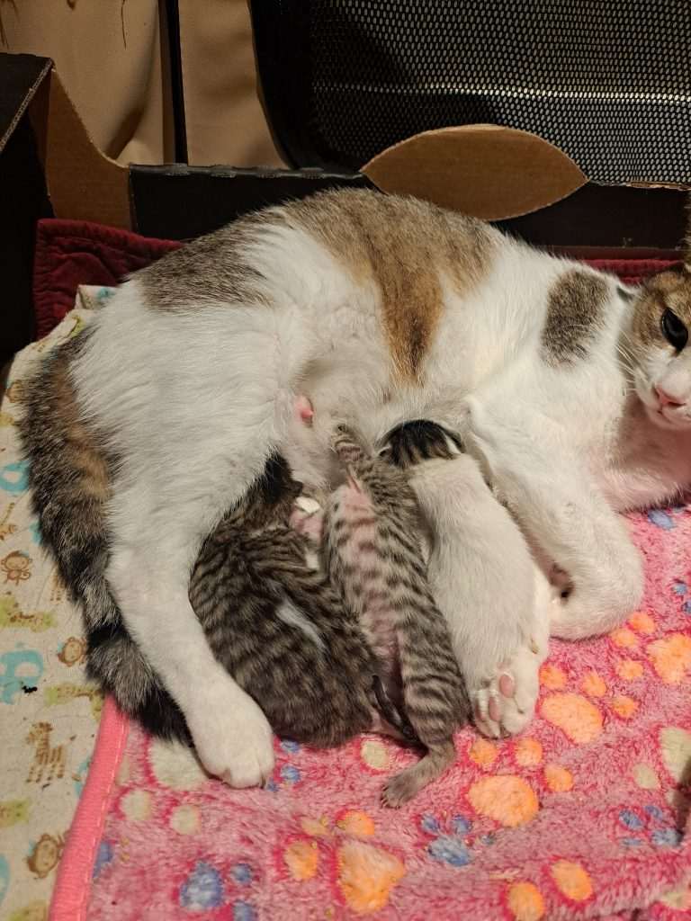 Chaim, Xena and Xandra